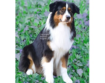 Australian Shepherd Flag: Garden Art 28"x40" & 12"x18", Tricolor Aussie Gift