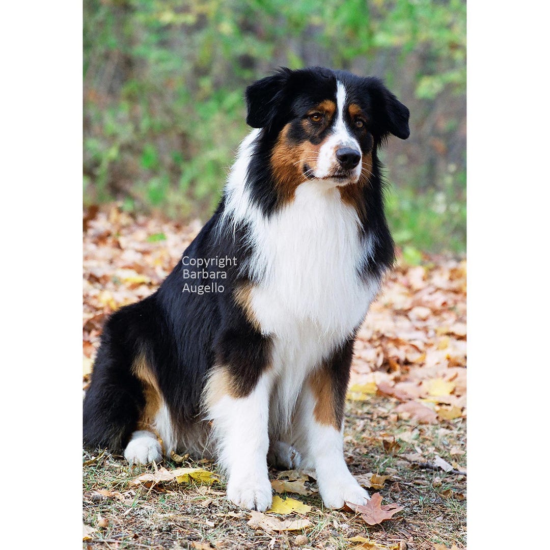 Australian Shepherd Flag: Aussie Tricolor Lover Gift, 12x18 28x40  Canada - Main Image