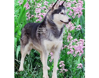 Siberian Husky Flag: Garden Art 28"x40" & 12"x18"