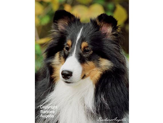 sheltie tricolor