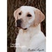 see more listings in the Dog Breed Flags section