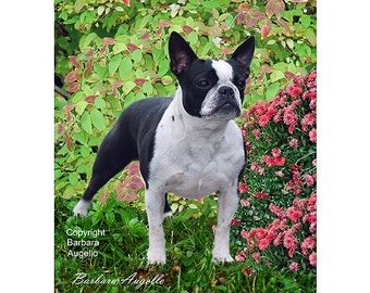 Boston Terrier Flag, Boston Terrier Gift