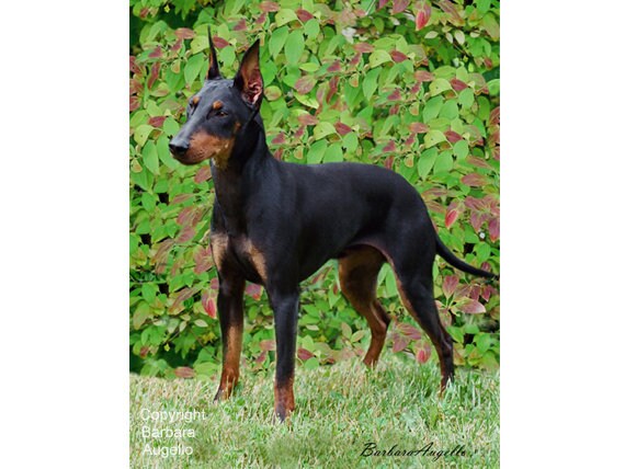 Manchester Terrier Manchester Terrier Flag Manchester Etsy