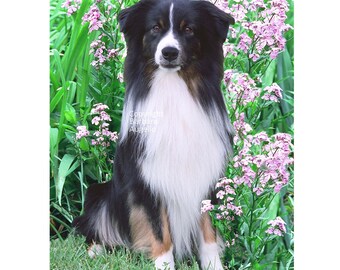 Australian Shepherd Flag: 28"x40" & 12"x18" Garden Art