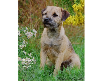 Border Terrier Flag, Border Terrier Gift, Border Terrier Art, Border Terrier