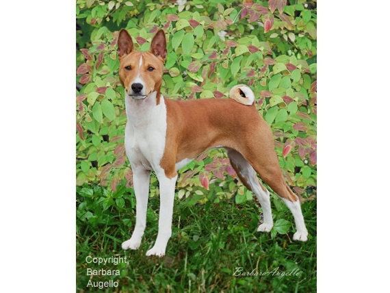 Basenji Flag Basenji Gift Basenji Art Basenji - Etsy