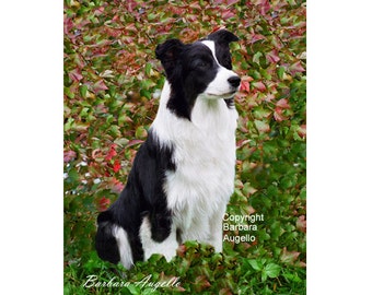 Border Collie Flag, Border Collie Gift, Border Collie Art, Border Collie