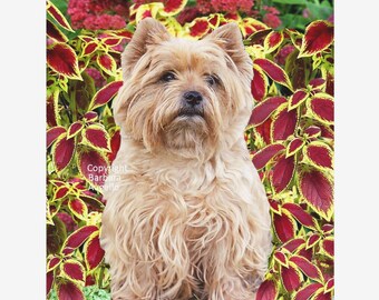 Cairn Terrier Coleus Flag: Garden  Art (12"x18" and 28"x40"),  Cairn Wheaten Gift