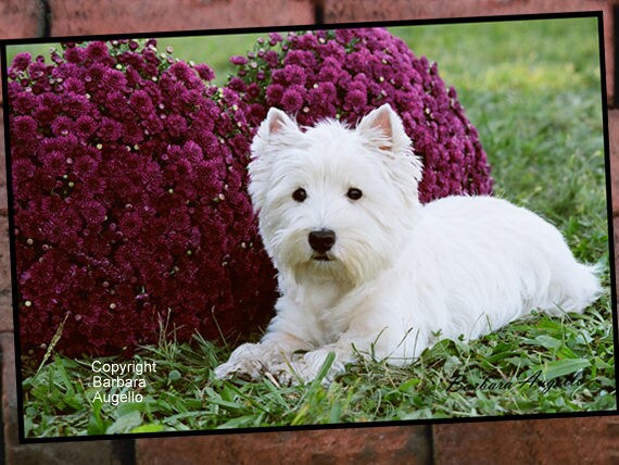 Westie doormat 2025