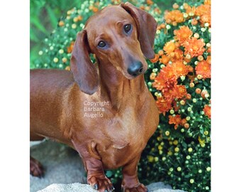 Dachshund Flag: Garden Art 12"x18" & 28"x40", Red Doxie Gift
