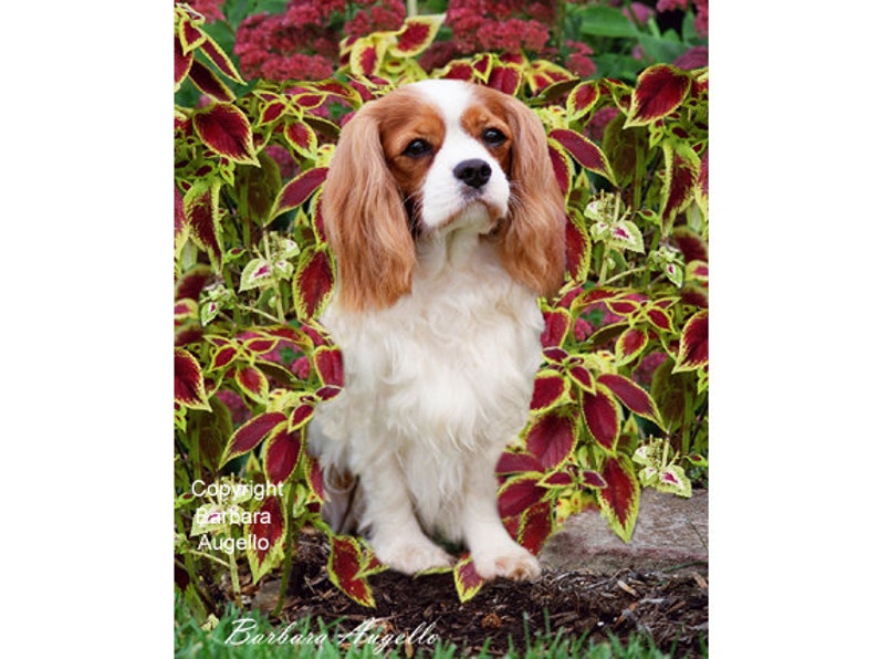 Cavalier King Charles Spaniel Flag, Cavalier Spaniel Gift, Cavalier Spaniel Art, Blenheim Cavalier Spaniel image 1