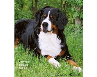 Bernese Mountain Dog Flag, Bernese Mountain Dog Gift, Bernese Mountain Dog Art, Bernese Mountain Dog