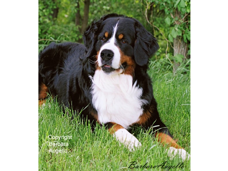 Bernese Mountain Dog Flag, Bernese Mountain Dog Gift, Bernese Mountain Dog Art, Bernese Mountain Dog image 1