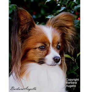 Papillon Flag, Papillon Gift, Papillon Art