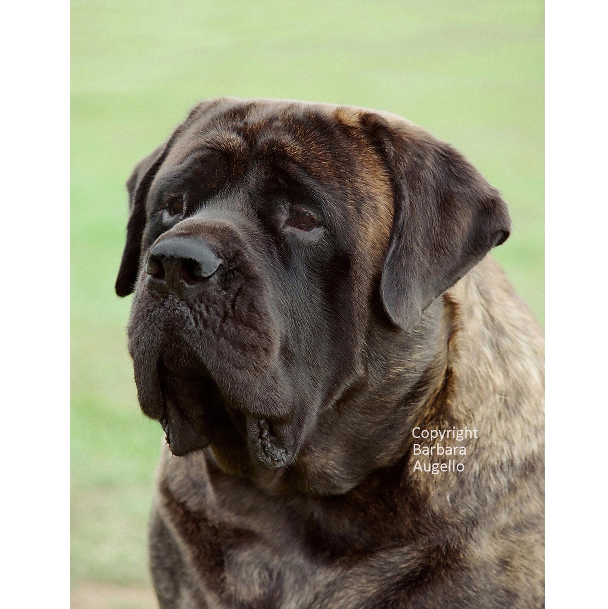 Healthy Brindle English Mastiff Long Haired English Mastiff