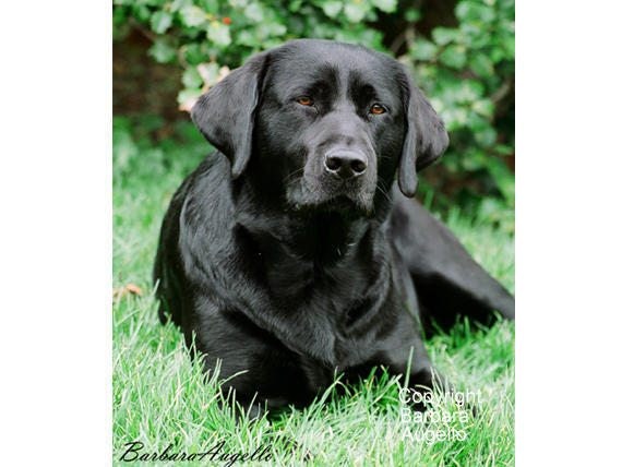 buy black labrador