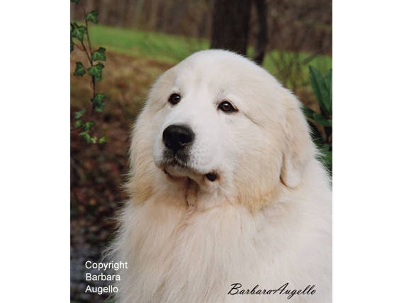 Great Pyrenees Flag Great Pyrenees Gift Great Pyrenees Art Etsy