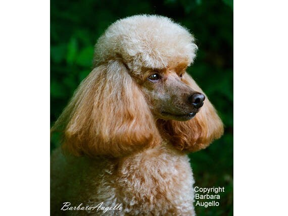 poodle undercoat