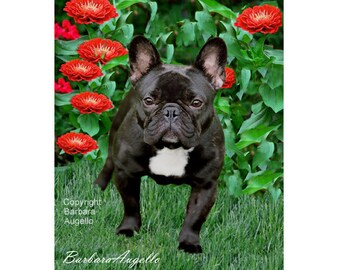 Awowee 12x18 Garden Flag Frenchie French Bulldog Original Watercolor of Dog Rainbow Funny Outdoor Home Decor Double Sided Yard Flags Banner for Patio Lawn Awowee 12x18 Garden Flag Frenchie French Bulldog Original Watercolor of Dog Rainbow Funny Outdoor Home Decor Double Sided Yard Flags Banner for Patio Lawn