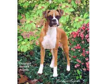 Boxer Dog Flag, Boxer Dog Gift, Boxer Dog Art