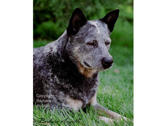 brazilian cattle dog