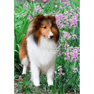 Sheltie Flag: Garden Art 12&quot;x18&quot; & 28&quot;x40&quot;, Sable Sheltie Gift