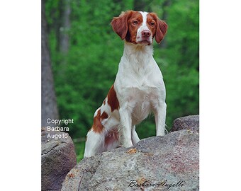 Brittany Spaniel Flag, Brittany Dog Gift, Brittany Spaniel Art