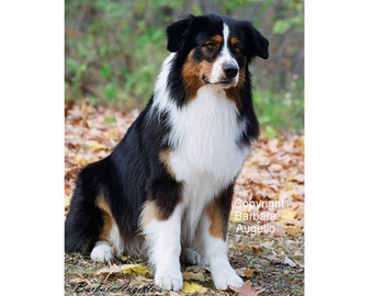 Australian Shepherd Flag, Australian Shepherd Gift, Australian Shepherd  Art, Australian Shepherd Tricolor - Etsy