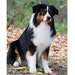 see more listings in the Dog Breed Flags section