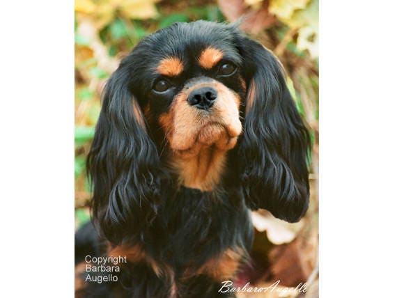 cavalier dog black