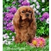 see more listings in the Dog Breed Flags section