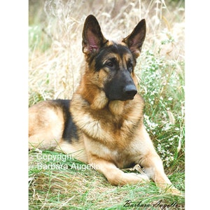 German Shepherd Flag, German Shepherd Gift