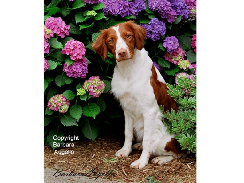 Brittany Spaniel Flag, Brittany Spaniel Gift, Brittany Spaniel Art