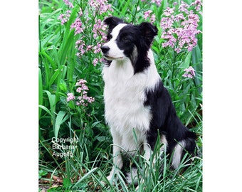 Border Collie Flag, Border Collie Gift, Border Collie Art