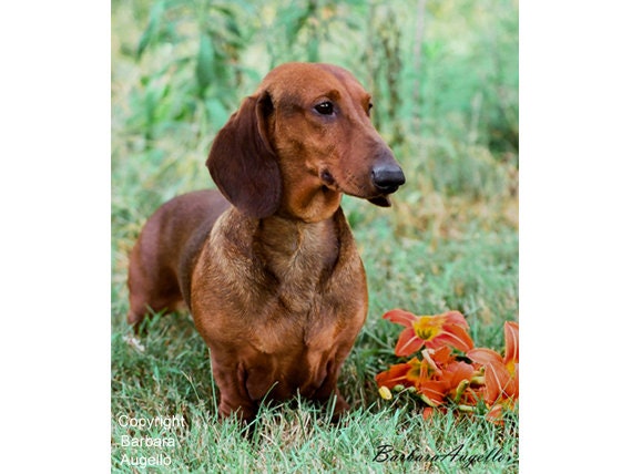 etsy dachshund gifts