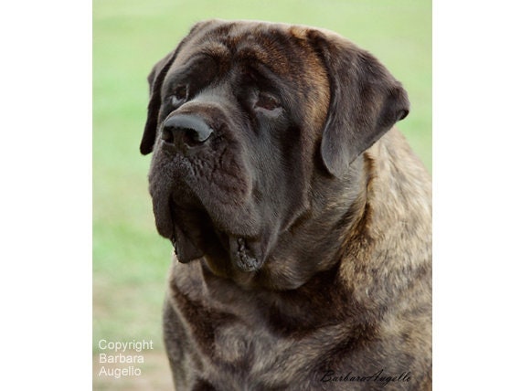 brindle english mastiff