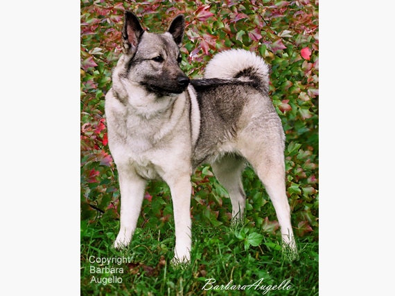 Norwegian elkhound sale gifts