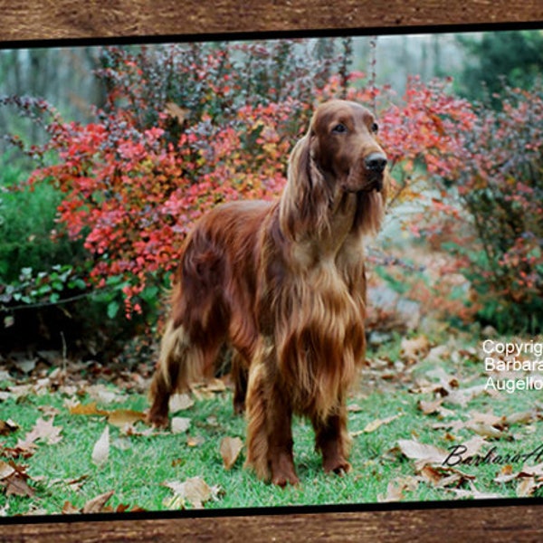 Irish Setter Art Etsy