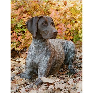 German Shorthaired Pointer Flag: Fall Background, 12x18 and 28x40