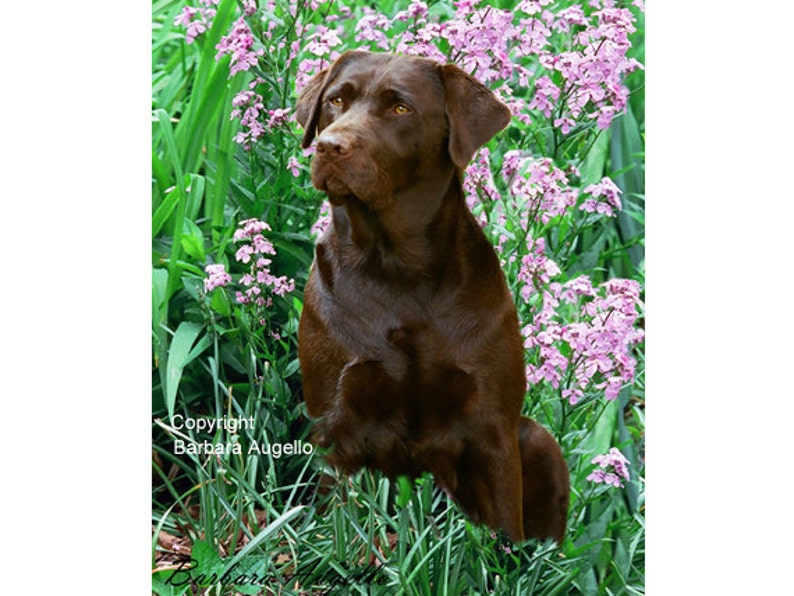 Chocolate Lab Flag, Chocolate Lab Gift, Chocolate Lab Art Etsy