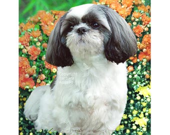 Shih Tzu Flag: Garden Art 12"x18" & 28"x40", ShihTzu Gift