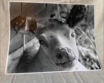 Large Real Photographic Print, Taxidermy Calf. Discarded student work.