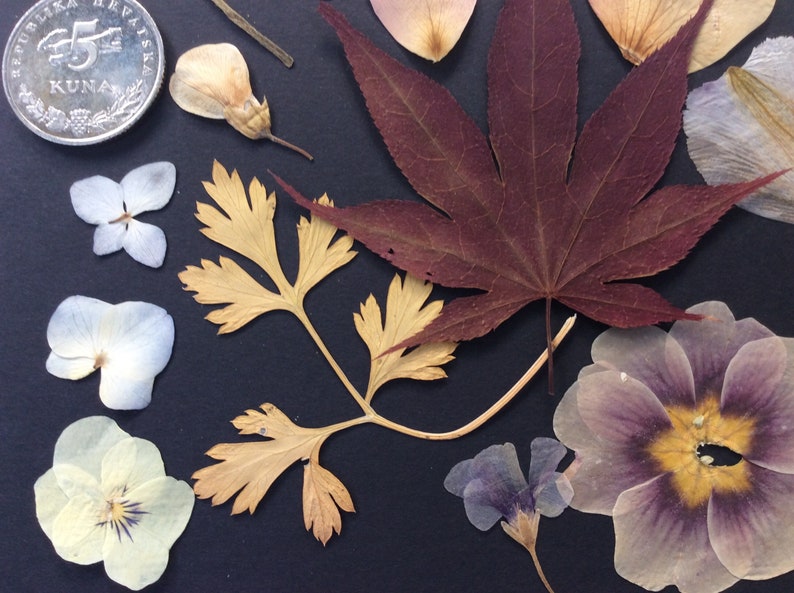 REAL PRESSED FLOWERS,mix