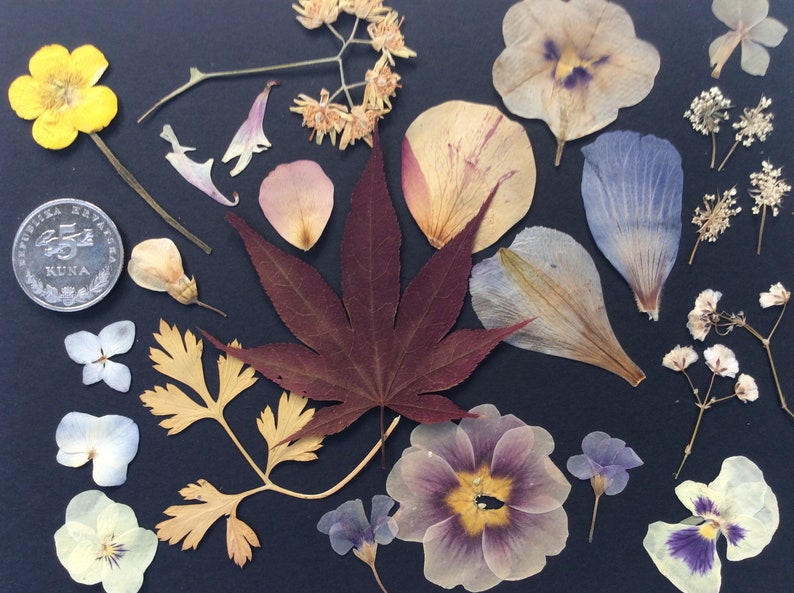 REAL PRESSED FLOWERS,mix