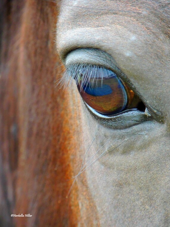 Eye Of The HorseFREE SHIPPING Horse Wall Art Rustic Art