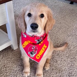 May include: A golden retriever puppy wearing a red bandana with the words "Chiefs" and a football helmet graphic.