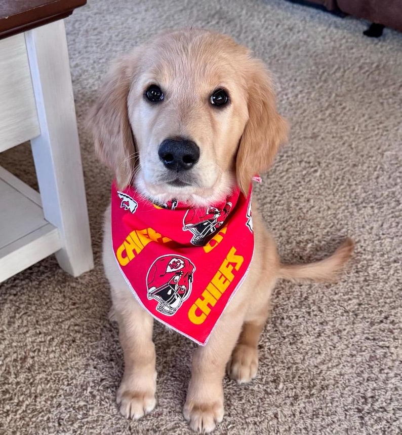 May include: A golden retriever puppy wearing a red bandana with the words "Chiefs" and a football helmet graphic.