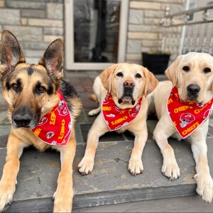 May include: Three dogs wearing red and yellow bandanas with the word "Chiefs" on them. The dogs are sitting on a stone patio.