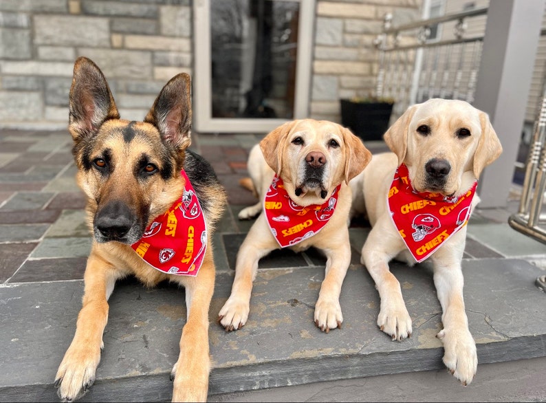 May include: Three dogs wearing red and yellow bandanas with the word "Chiefs" on them. The dogs are sitting on a stone patio.