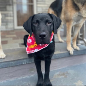 May include: A black Labrador Retriever wearing a red bandana with the word "Chiefs" on it. The dog is standing on a set of stairs.